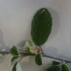 Pomaderris betulina subsp. betulina at Stromlo, ACT - 12 Nov 2015