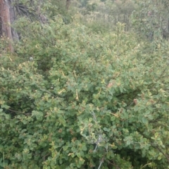 Pomaderris betulina subsp. betulina at Stromlo, ACT - 12 Nov 2015