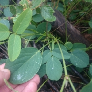 Oxytes brachypoda at Stromlo, ACT - 12 Nov 2015