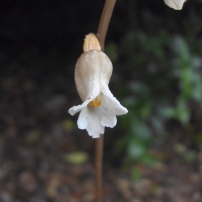 Gastrodia sesamoides (Cinnamon Bells) at Reid, ACT - 12 Nov 2015 by SilkeSma