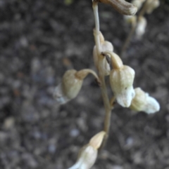 Gastrodia sesamoides at Reid, ACT - 12 Nov 2015