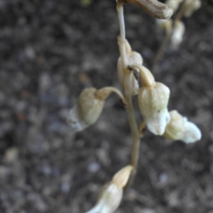 Gastrodia sesamoides at Reid, ACT - 12 Nov 2015