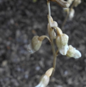 Gastrodia sesamoides at Reid, ACT - suppressed