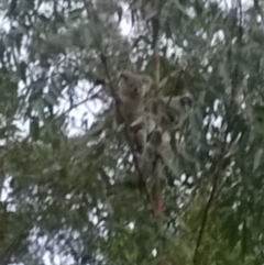 Phascolarctos cinereus (Koala) at Beechmont, QLD - 11 Nov 2015 by zooma