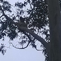 Phascolarctos cinereus (Koala) at Beechmont, QLD - 11 Nov 2015 by zooma