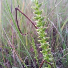 Microtis sp. (Onion Orchid) at Kambah, ACT - 12 Nov 2015 by RosemaryRoth