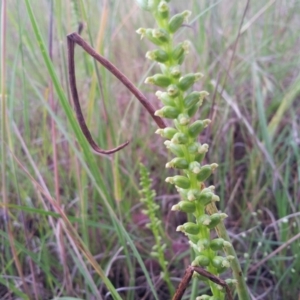 Microtis sp. at Kambah, ACT - suppressed