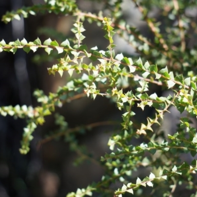 Acacia pravissima (Wedge-leaved Wattle, Ovens Wattle) at Cotter River, ACT - 23 Aug 2014 by AaronClausen