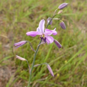 Arthropodium strictum at Bigga, NSW - 17 Oct 2015