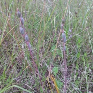 Thelymitra sp. at Kambah, ACT - 12 Nov 2015