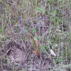 Thelymitra sp. at Kambah, ACT - 12 Nov 2015