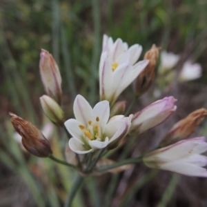 Nothoscordum borbonicum at Chisholm, ACT - 11 Nov 2015