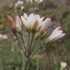 Nothoscordum borbonicum at Chisholm, ACT - 11 Nov 2015