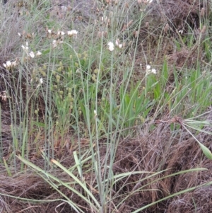 Nothoscordum borbonicum at Chisholm, ACT - 11 Nov 2015