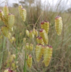 Briza maxima (Quaking Grass, Blowfly Grass) at Chisholm, ACT - 11 Nov 2015 by michaelb