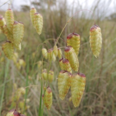 Briza maxima (Quaking Grass, Blowfly Grass) at Chisholm, ACT - 11 Nov 2015 by michaelb