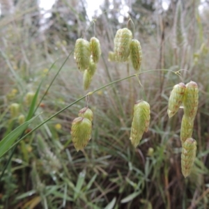 Briza maxima at Chisholm, ACT - 11 Nov 2015 06:51 PM