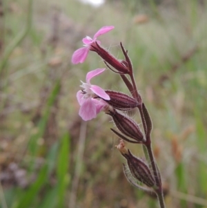 Silene gallica var. gallica at Chisholm, ACT - 11 Nov 2015