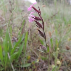 Silene gallica var. gallica at Chisholm, ACT - 11 Nov 2015