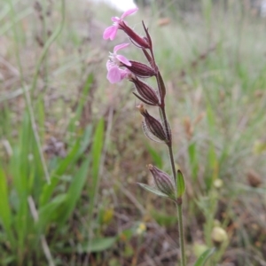 Silene gallica var. gallica at Chisholm, ACT - 11 Nov 2015 06:43 PM