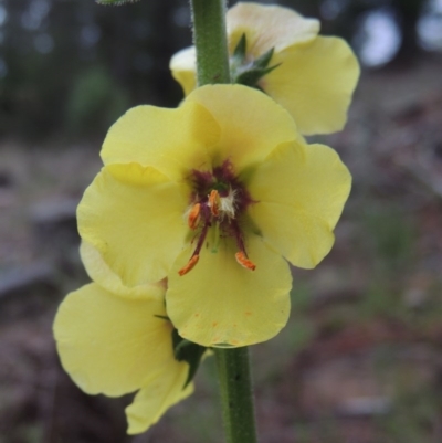 Verbascum virgatum (Green Mullein) at Chisholm, ACT - 11 Nov 2015 by MichaelBedingfield