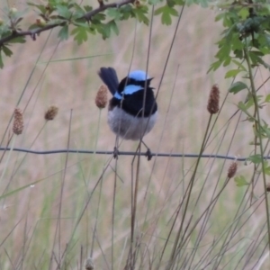 Malurus cyaneus at Chisholm, ACT - 11 Nov 2015 06:59 PM