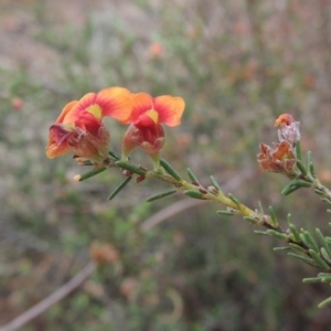 Dillwynia sericea at Chisholm, ACT - 11 Nov 2015