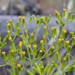 Senecio bathurstianus (Rough Fireweed) at Old Tuggeranong TSR - 11 Nov 2015 by michaelb