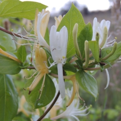 Lonicera japonica (Japanese Honeysuckle) at Chisholm, ACT - 11 Nov 2015 by michaelb