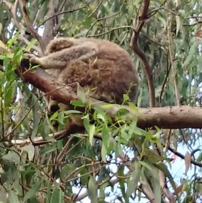 Phascolarctos cinereus (Koala) at Port Macquarie, NSW - 12 Nov 2015 by maxbilly