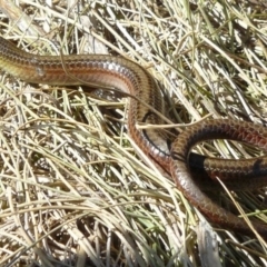 Delma impar (Striped Legless-lizard) at Mitchell, ACT - 28 Oct 2012 by MichaelMulvaney