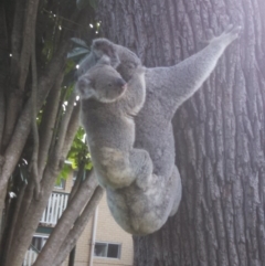 Phascolarctos cinereus (Koala) at Holland Park, QLD - 12 Nov 2015 by Nick