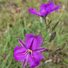 Thysanotus tuberosus subsp. tuberosus (Common Fringe-lily) at Jerrabomberra, NSW - 13 Nov 2015 by Wandiyali