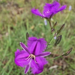 Thysanotus tuberosus subsp. tuberosus at Jerrabomberra, NSW - 13 Nov 2015