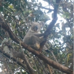 Phascolarctos cinereus (Koala) at Carina Heights, QLD - 10 Nov 2015 by DavoBrown