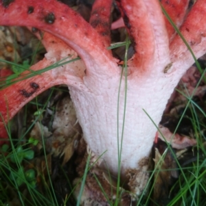 Clathrus archeri at Acton, ACT - suppressed