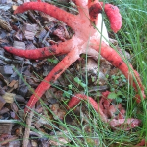 Clathrus archeri at Acton, ACT - suppressed