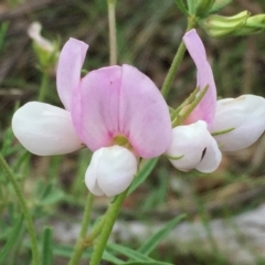 Lotus australis (Austral Trefoil) at Jerrabomberra, NSW - 13 Nov 2015 by Wandiyali