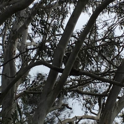 Phascolarctos cinereus (Koala) at Pottsville, NSW - 12 Nov 2015 by MarionRiordan