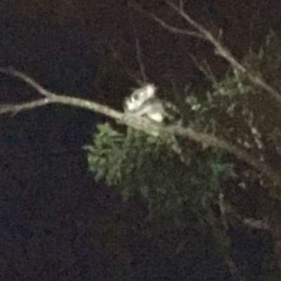 Phascolarctos cinereus (Koala) at Lake Cathie, NSW - 13 Nov 2015 by mgarven