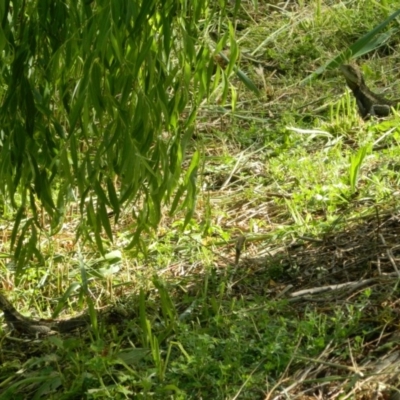 Intellagama lesueurii howittii (Gippsland Water Dragon) at Acton, ACT - 13 Nov 2015 by ArcherCallaway