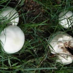 Agaricus sp. (Agaricus) at Sullivans Creek, Acton - 13 Nov 2015 by ArcherCallaway