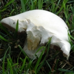 Agaricus sp. at Acton, ACT - 13 Nov 2015 04:55 PM