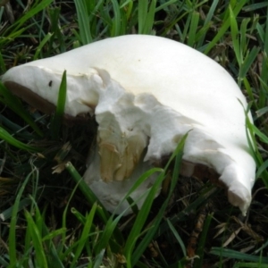 Agaricus sp. at Acton, ACT - 13 Nov 2015