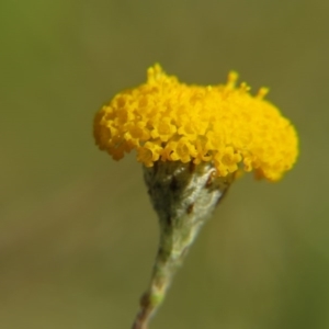 Leptorhynchos squamatus at Nicholls, ACT - 8 Nov 2015 03:00 PM