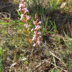 Stylidium sp. (Trigger Plant) at Percival Hill - 8 Nov 2015 by gavinlongmuir