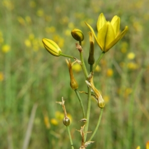 Bulbine bulbosa at Nicholls, ACT - 8 Nov 2015