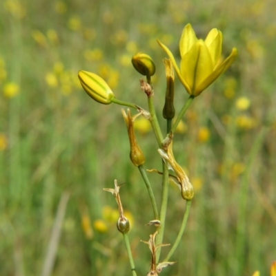 Bulbine bulbosa (Golden Lily, Bulbine Lily) at Nicholls, ACT - 8 Nov 2015 by gavinlongmuir