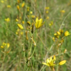 Bulbine bulbosa at Nicholls, ACT - 8 Nov 2015