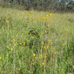 Bulbine bulbosa at Nicholls, ACT - 8 Nov 2015